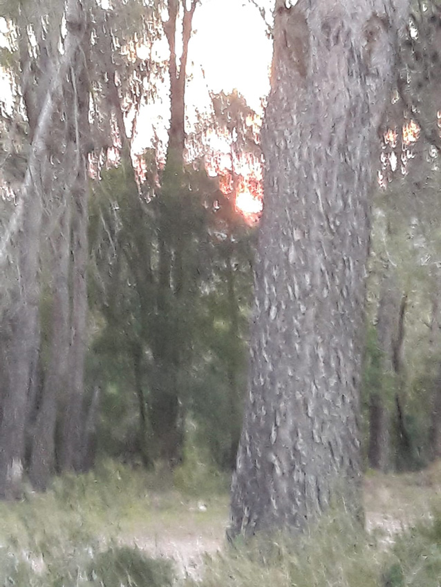 Calçotada 2019 (53)